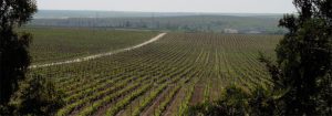 Vineyards
