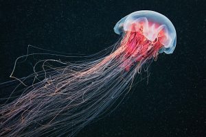 meduza