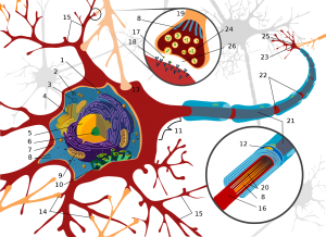 2000px-Complete_neuron_cell_diagram_numbered.svg