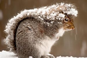 Ştiai că o veveriţă poate …