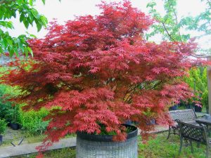 Artar japonez-Acer_palmatum_atropurpureum1