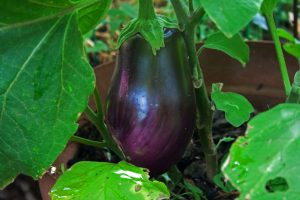 brinjal-on-plant