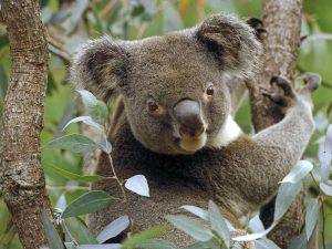 ursul-koala_b8698417b22b30