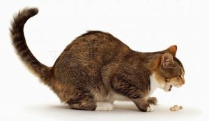 01445-Cat-vomiting-white-background